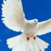 自由飞翔的头像