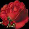红玫瑰的头像