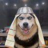 积极又向上的丧狗的头像