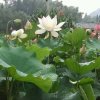 念缘的头像