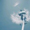 Dandelion的头像