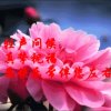 随缘的头像
