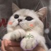快乐的天使的头像