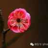 茉莉花的头像