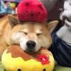 taku的头像