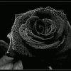 黑玫瑰的头像