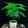 潇洒哥的头像