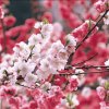 平安是福的头像