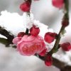 傲雪寒梅的头像