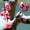 傲雪寻梅，等待奇迹。的头像