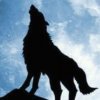 狼图腾的头像
