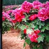花茶的头像