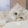  星之梦 笑着哭更疼的头像