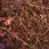 回眸的头像