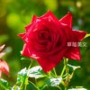 雪落下的声音的头像