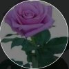 紫色的玫瑰的头像