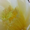向阳花的头像