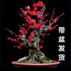 南北风吹的头像