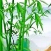 竹灵听雨的头像