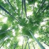 幸福如意的头像