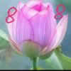 荷花的头像