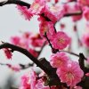 红梅花开的头像