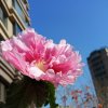 芬芳玫瑰的头像
