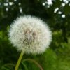 蒲公英的头像