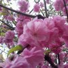 玉洁家族漂过的歌声的头像