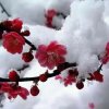淡漠安然的头像