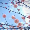 芳的头像