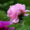 Ws炜杰【四徒】倩倩的头像
