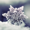 雪绒花的头像