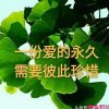 珍惜情缘的头像