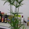 缘分的头像