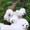 感恩有你的头像