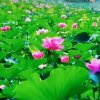 栀子花开的头像