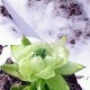 ℳ轩雪莲的头像