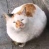 竹秋雩风的头像