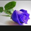 蓝玫瑰的头像