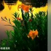 金子小号：风光无限（6）的头像