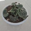 行雨的龙的头像