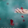 lp的头像