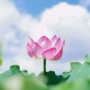 荷花的头像