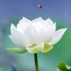 茉莉的头像