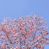 SUNNY【退】薰衣草的头像