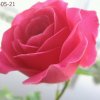 、芙蓉的头像