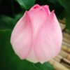 灵芝的头像
