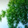 飞翔在天空的头像