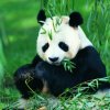 熊猫的头像